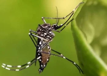 doença transmitida pelo Aedes aegypti