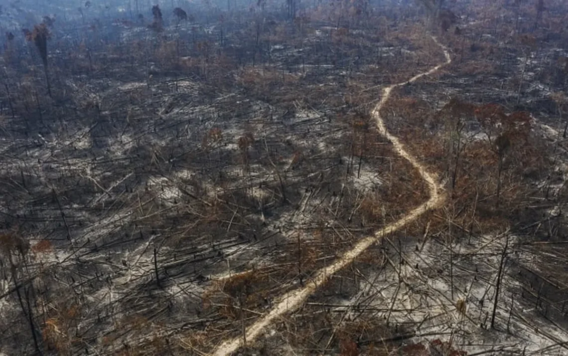 desflorestamento, devastação, degradação ambiental