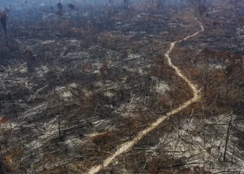 desflorestamento, devastação, degradação ambiental