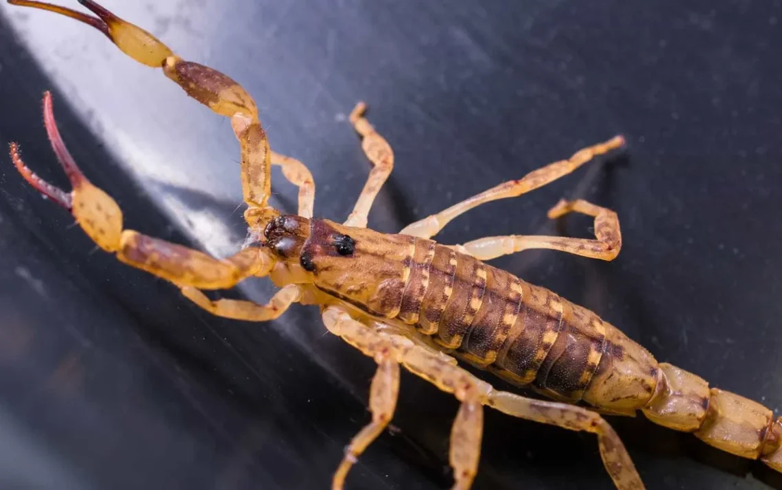 Aracnídeos, Animais Peçonhentos