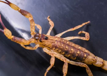 Aracnídeos, Animais Peçonhentos