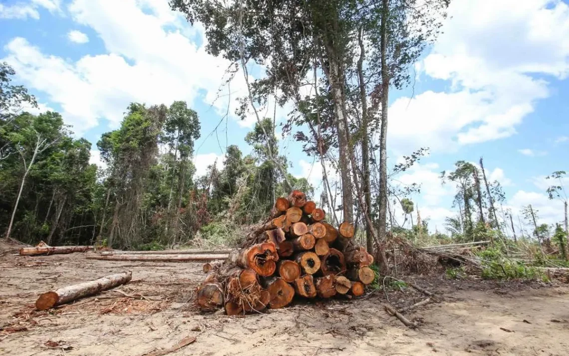 desflorestamento, devastação, destruição;