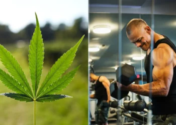 Proteína, de cannabis;