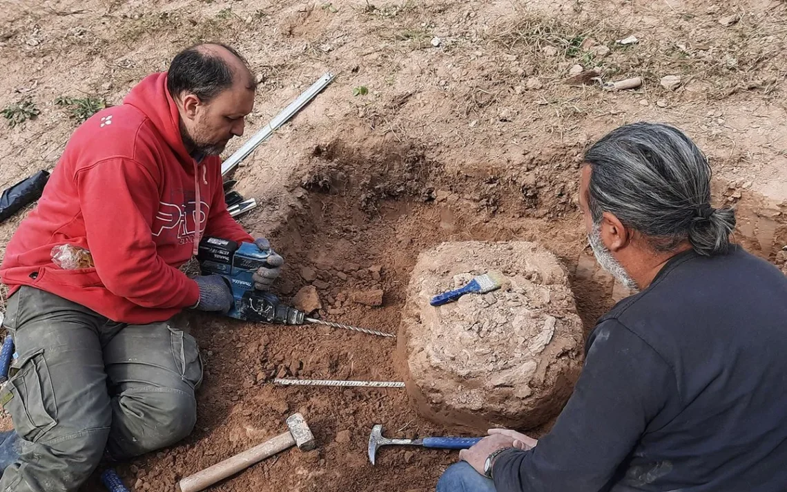 fossilizado, achados, arqueológicos;