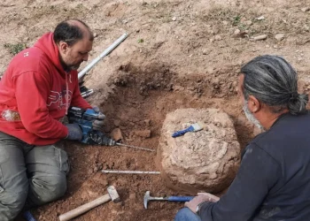 fossilizado, achados, arqueológicos;