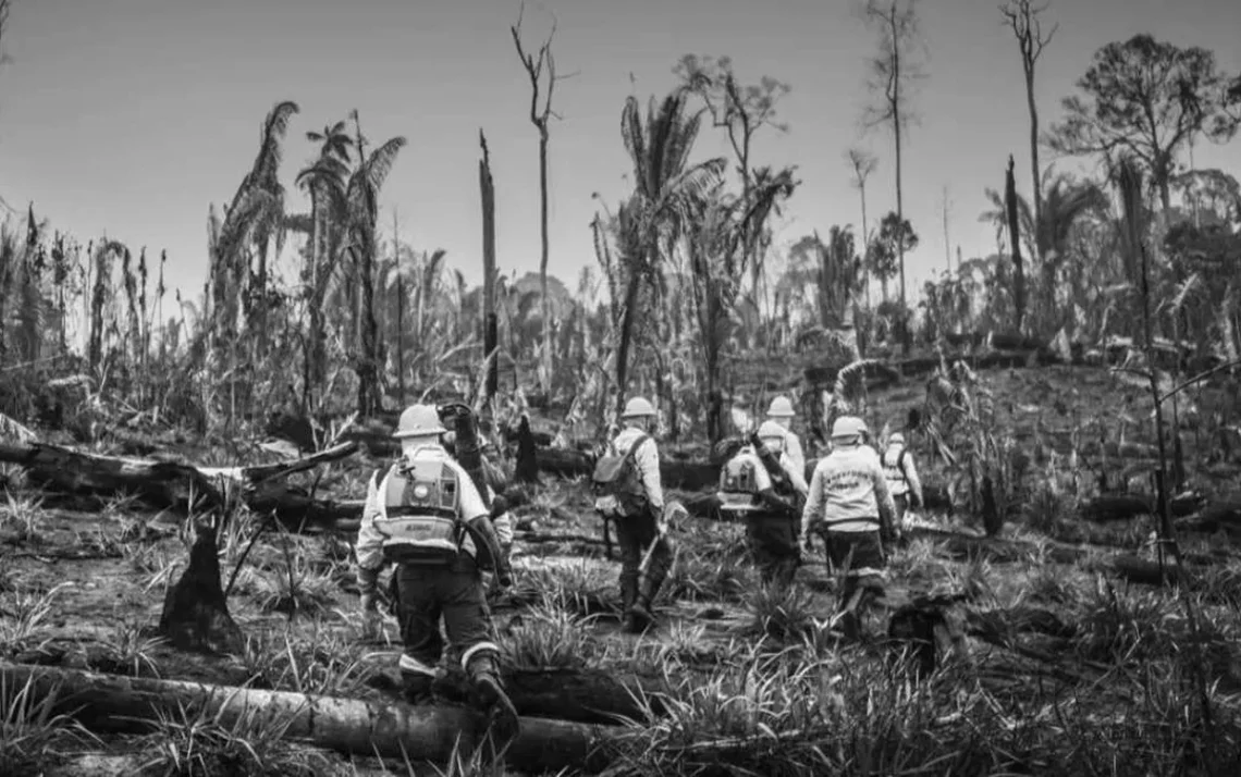 combatente, incêndio, voluntário, bombeiro, florestal;