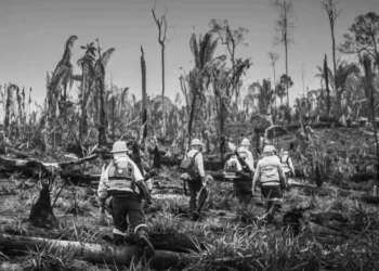 combatente, incêndio, voluntário, bombeiro, florestal;