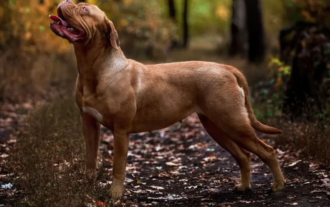 cães, animais, cachorros;