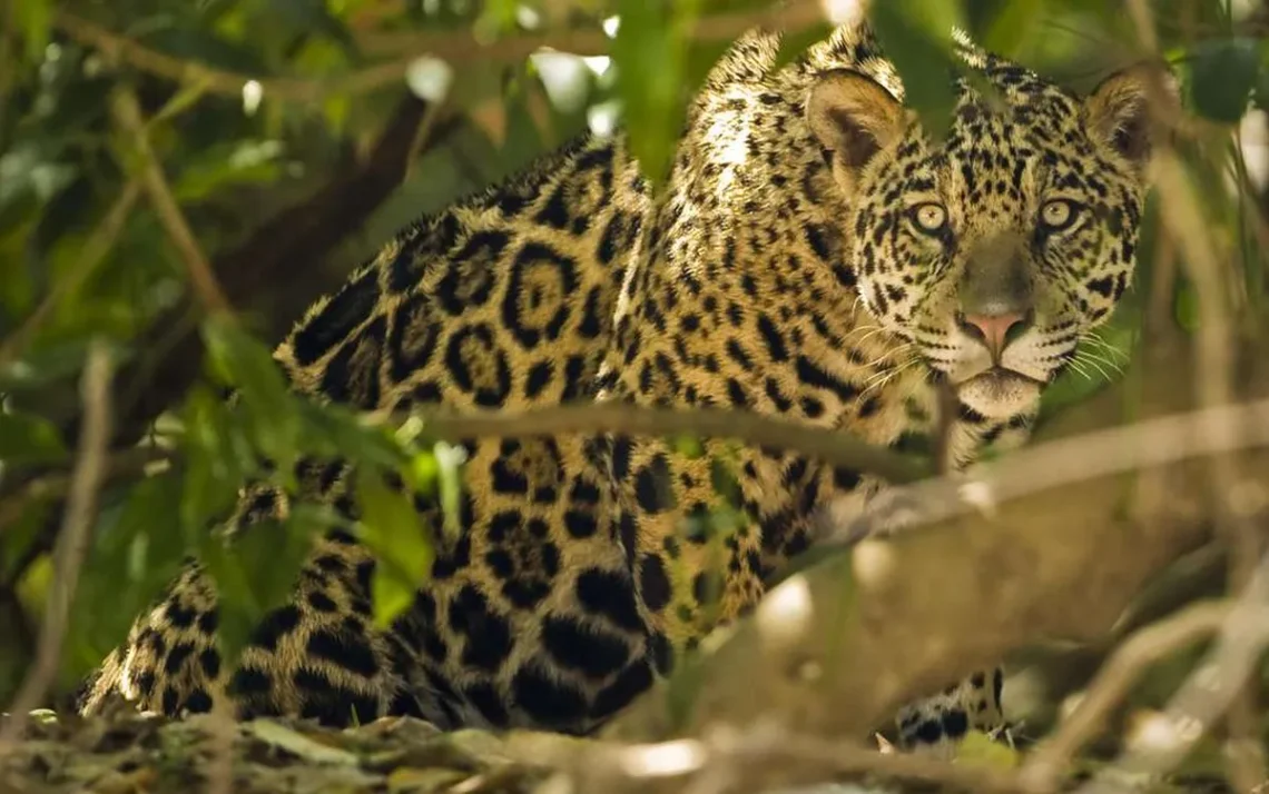 felino, panthera, mamífero;