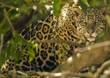 felino, panthera, mamífero;