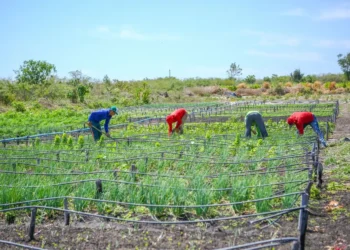 agricultores, agricultura familiar;