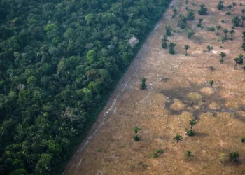 crimes contra o meio ambiente, crimes contra a natureza, crimes ecológicos;